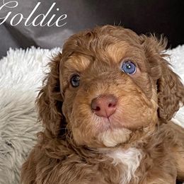 Girl 2 - Australian Labradoodle puppy in Lithia, Florida from Simply Trained