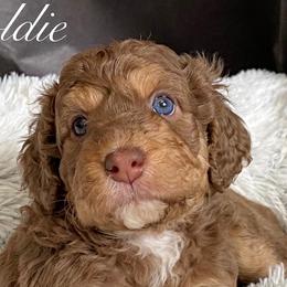Girl 2 - Australian Labradoodle puppy in Lithia, Florida from Simply Trained
