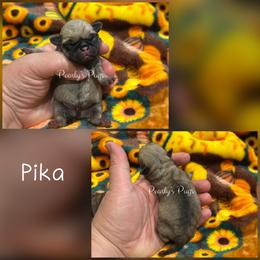 Pika - Fawn male Pug puppy in Summerville, Georgia from Pearly’s Pugs & Pollywog Poodles