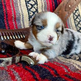 Australian Cattle Dog, Australian Shepherd, Companion Cross, and Miniature Australian Shepherd Puppies from MK Aussies