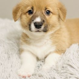 Pembroke Welsh Corgi Puppies from West Coast Corgi