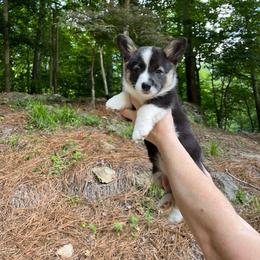 River - Black and tan female Pembroke Welsh Corgi puppy in Birmingham, Alabama from Dalton Family Corgis