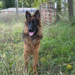 German Shepherd puppies from Seaside Shepherds