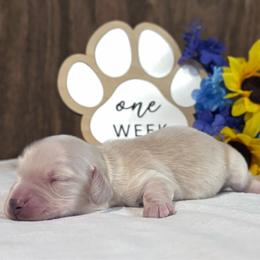 Alex - Cream male Dachshund puppy in Dothan, Alabama from Little House Pups
