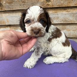 Rivers - Brown roan and tan male Cockapoo puppy in Connersville, Indiana from MoonShine Babies