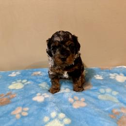 Cockapoo Puppies from M&M Cockapoos