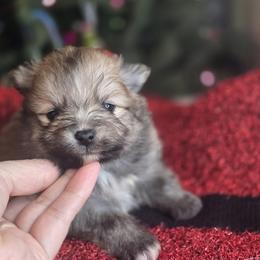 Buttercup - Wolf sable female Pomeranian puppy in Plainfield, Indiana from Abby's Pampered Pooches