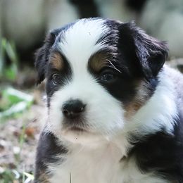 Black tri - Black tri female Miniature American Shepherd puppy in Valparaiso, Indiana from Wigglebutt