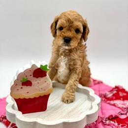 Peanut - Apricot male Cavapoo puppy in La Vernia, Texas from Texas Teddy Bears