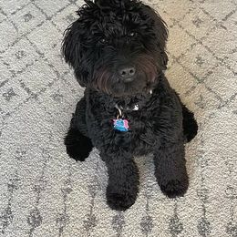 Golden Retriever, Goldendoodle, Labradoodle, and Aussiedoodle Puppies from Colorado Doodlebugs