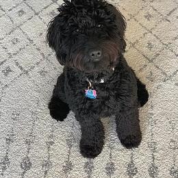 Golden Retriever, Goldendoodle, Labradoodle, and Aussiedoodle Puppies from Colorado Doodlebugs