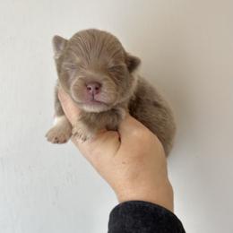 Royce - Lavender male Pomeranian puppy in Inola, Oklahoma from My Bella’s Pomeranians