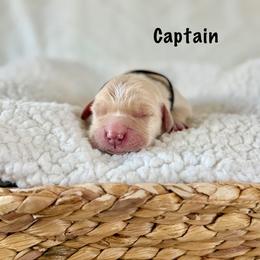 Captain - Golden male Golden Retriever puppy in San Bernardino, California from Thegoldendreams1