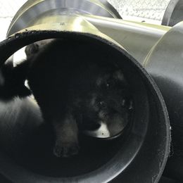 Shiloh Shepherd Puppies from Solace Shilohs