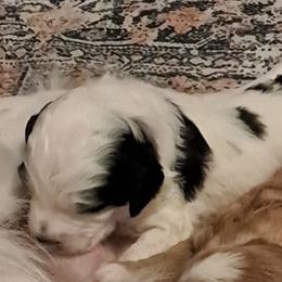 Boy 3 - male Golden Mountain Doodle puppy in Northumberland, Pennsylvania from Light and Life Doodles