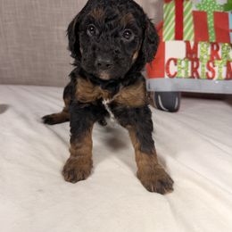 Holly - Phantom female Goldendoodle puppy in Luana, Iowa from Country View Bernedoodles and Goldendoodles
