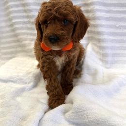 Kenny - Red  male Poodle puppy in Mint Hill, North Carolina from DoodleForever