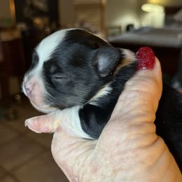 Thankful (Tank) - Black male Chihuahua puppy in Tecumseh, Oklahoma from Callie’s Happy Chihuahuas, Callie’s Happy Treasures LLC