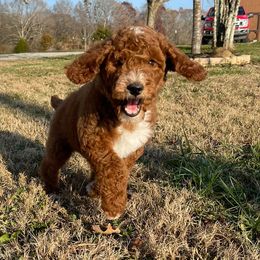 Poodle Puppies from A & K Kennels
