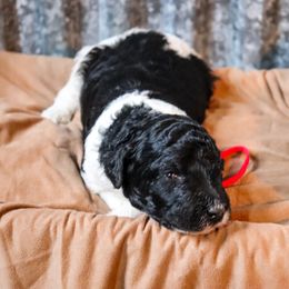 Poodle Puppies from BC’s Poodles on the Mountain