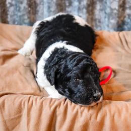 Poodle Puppies from BC’s Poodles on the Mountain