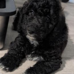 Ash - Black and white male Saint Berdoodle puppy in Garland, Texas from Brewer's Doodles and French Bulldogs