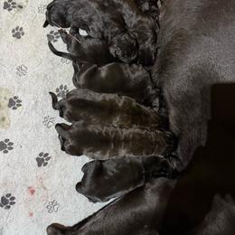 Boy 2 - Black male Cane Corso puppy in Paris, Texas from Knucklehead Cane Corso