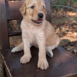 Black - Apricot male Goldendoodle puppy in Prattville, Alabama from Jericho Junction Doodles and Poodles