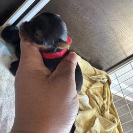 Buck - Black and tan male Yorkshire Terrier puppy in Columbia, Missouri from Keonia's Yorkshire Terriers