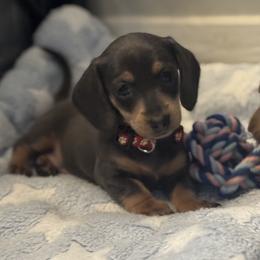 AKC - Nova De Blue - Blue and tan female Dachshund puppy in Bakersfield, California from De Blue Dachshunds