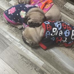 Bulldog and Pug Puppies from Love that bulldog lewter family