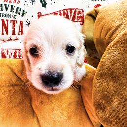 Bogie - Cream male Dachshund puppy in Ocala, Florida from Sugarbakers Kennel