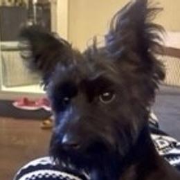 Pak Pak - Yorkshire Terrier