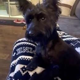 Pak Pak - Yorkshire Terrier