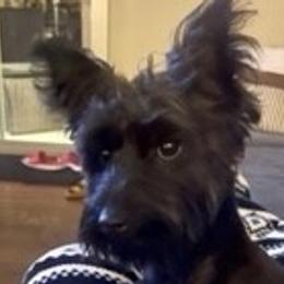 Pak Pak - Yorkshire Terrier