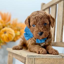 Jagger - Red  male Goldendoodle puppy in Queen Creek, Arizona from Goldendoodle AZ