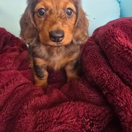 Autumn - Dapple female Dachshund puppy in Riverdale, Utah from Behive Doxies