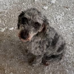 Chloe - Merle female Goldendoodle puppy in Monument, Colorado from Colorado Dreamin Doodles