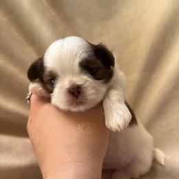 Hercules - Tricolor male Shih Tzu puppy in Las Vegas, Nevada from Vegas Shih Tzus