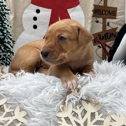Maroon collar - Yellow male Labrador Retriever puppy in Heath Springs, South Carolina from Rich Hill Retrievers