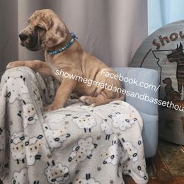 Blue Collar - Merle male Great Dane puppy in Alton, Illinois from Show Me Great Danes and Basset Hounds