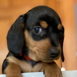 Dachshund Puppies from Maisy & Meg