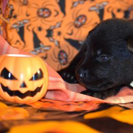 Yellow Collar Boy - Black male German Shepherd puppy in Oxford, Arkansas from Atlas Shepherds