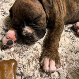 Boxer Puppies from Boxer Blessings Kennel