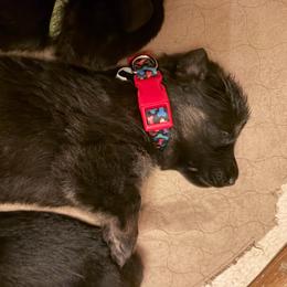 Red bone collar girl - Bi-color female German Shepherd puppy in Centralia, Illinois from Janices AKC German Sheperds LLC