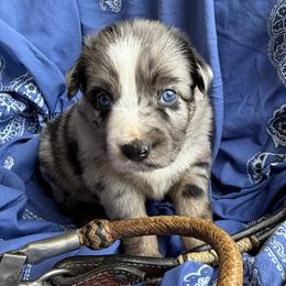 Australian Shepherd Puppies from Cross Arrow K Awesome Aussies