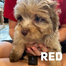 Red - Red merle male Aussiedoodle puppy in Knoxville, Tennessee from Legacy Farm