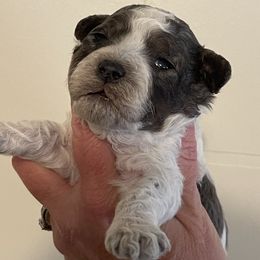 Snickerdoodle - Parti male Goldendoodle puppy in Home, Pennsylvania from Plum Creek Acres Next Generation