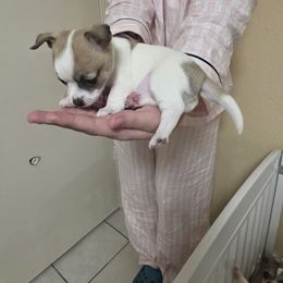 Girl - Cream and white female Chihuahua puppy in Rochester, New York from Little Beauties