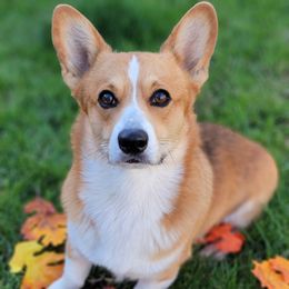 Rosin - Pembroke Welsh Corgi